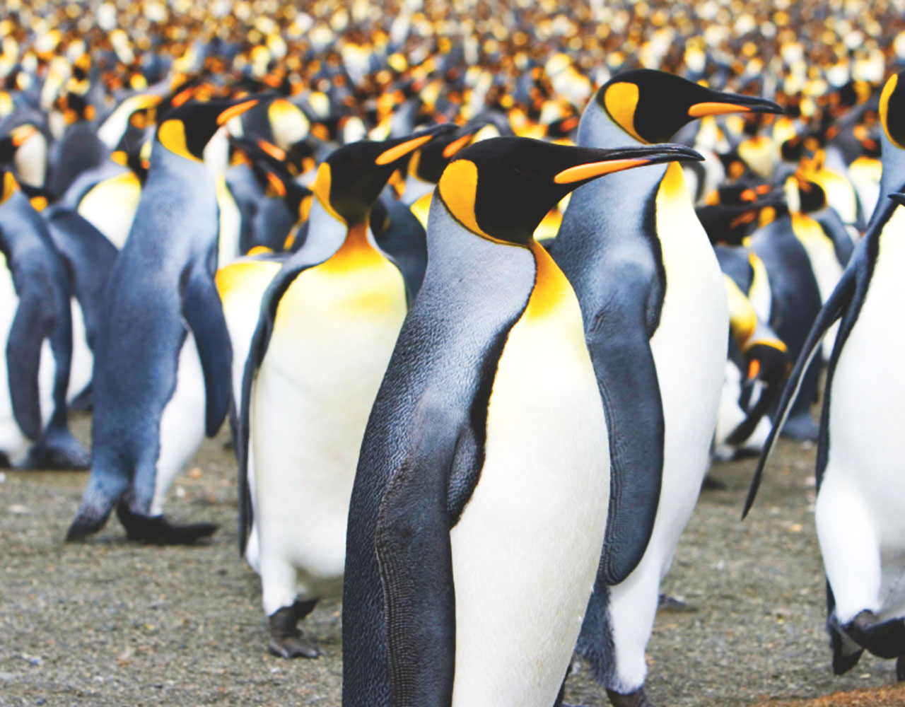 Pingviner 01